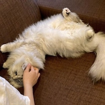 自分から「なでて」と寄ってきたのに気分を変える猫　嫌がるサインはあるの？