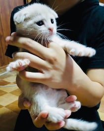 生後1カ月の子猫をお迎え→“ダイナミックな体”になった10才の今は、飼い主にとっての「かけがえのない存在」に！