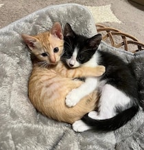 生後1カ月半の2匹の子猫をお迎え→もうすぐ2才になる今、仲の良い姿を見ると「一緒にお迎えして良かった」と感慨深い気持ちに！