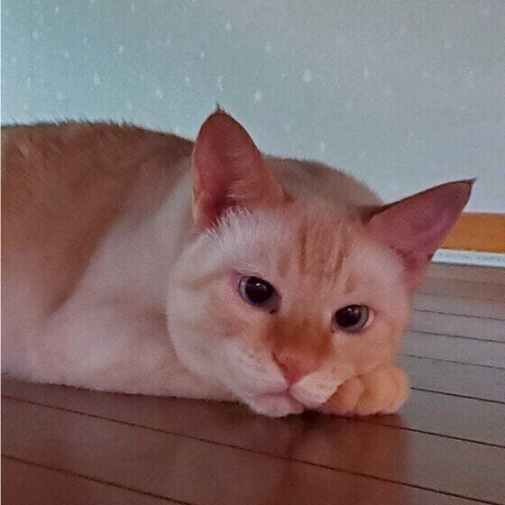 れもん シャム あーあ退屈