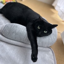 猫の「口呼吸」には要注意？見逃したくない呼吸のサイン