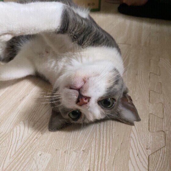 甘えてくるサバトラ猫