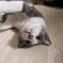 愛猫はぐいぐい来る？さりげなく寄り添う？　猫の甘え方のタイプとベストな応え方