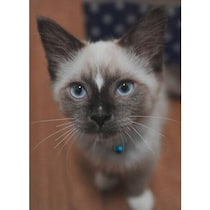 保護猫の譲渡会で出会った生後3カ月のサイベリアンの子猫→1才の今、犬と見間違われるほど大きく成長！