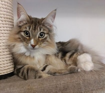 三日三晩鳴き続けた生後7カ月の子猫→3才の今、足元で眠る甘えん坊に！　時間をかけて心を開いた姿にほっこり