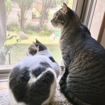 【調査】窓辺が好きな猫は9割超！ いったいなぜ？獣医師に聞いた