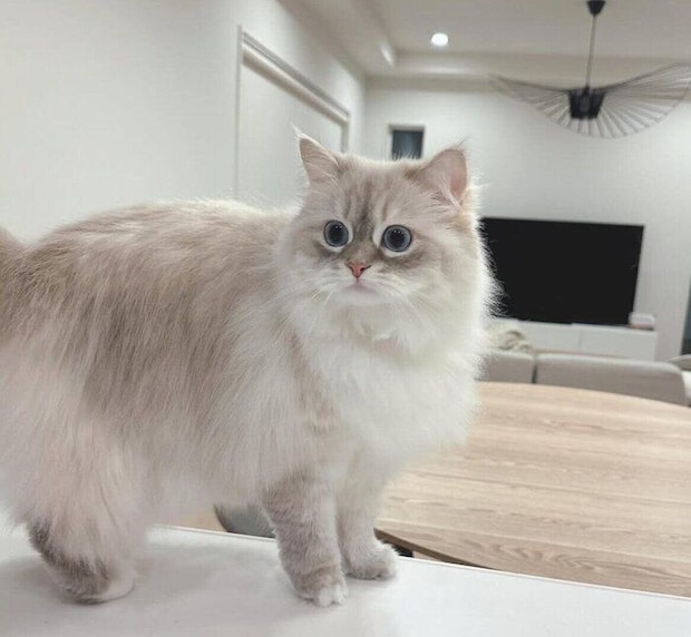 テーブルの上に乗る初ちゃん