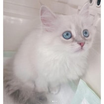 お迎え当日から堂々としていた子猫→2才になった今、「ツンデレな姿」と病院で見せる意外な一面にほっこり