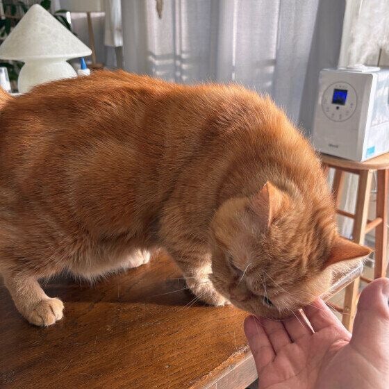手にスリスリするエキゾチックショートヘア