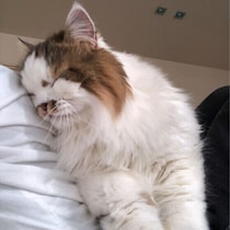飼い主さんに体をピトッ！「くっついて安心するタイプ」の猫の甘え方とベストな応え方