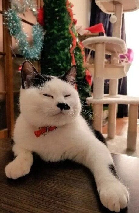 保護から少し時間が経った頃の猫
