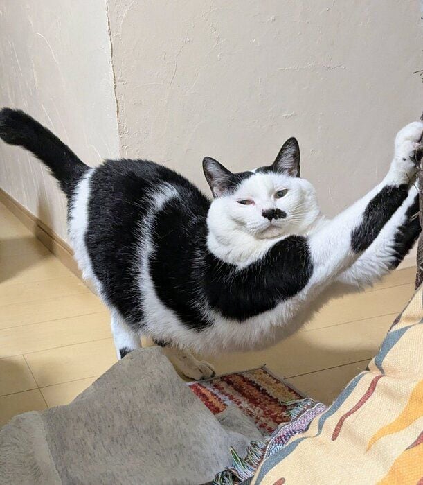 体を伸ばしている猫