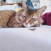成長過程に合わせて変えることが大切！　猫の年代別のトイレ環境のポイント
