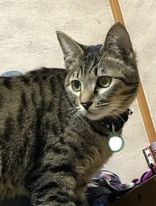 お迎えから17日目の猫