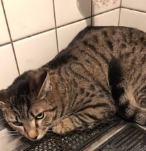 トライアルから2度戻ってきた過去がある推定1才の元保護猫と家族に→徐々に甘えるようになり、3才の今は「孫みたいな存在」に！