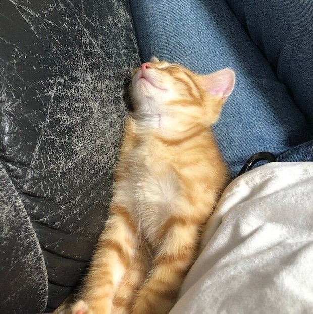 子猫の頃のころもくん　飼い主さんのひざに寄り添い睡眠