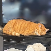 かわいい寝姿で家族の心を射抜いた保護子猫→3年後、テレビのジャマをしにやってくる姿にクスッ
