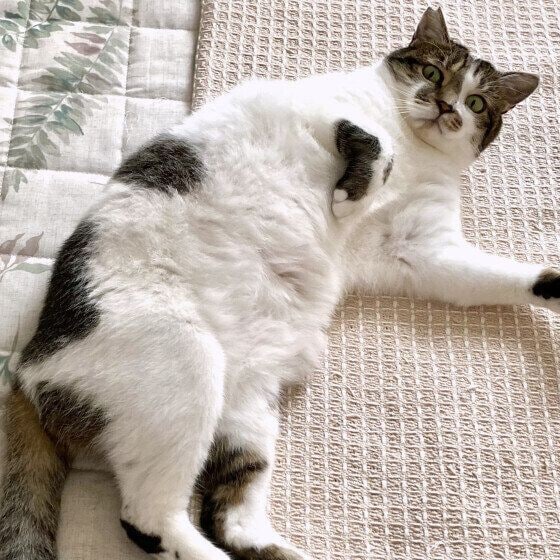 おなかを見せる黒白猫