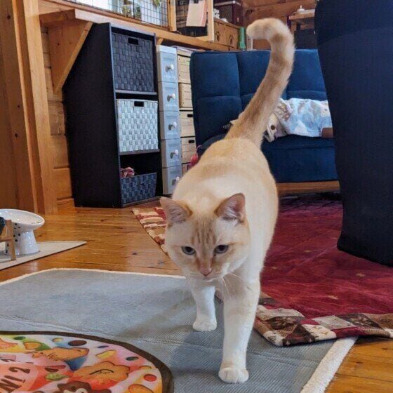 しっぽを立てるシャム猫