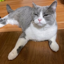 正しく読み取ってあげたい！「サイン」で親しみを伝えるタイプの猫の甘え方