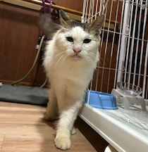 「お外でがんばってた顔」の人懐っこい猫を保護→毎日「ウーウー」怒りながらも膝に乗る甘えん坊に！