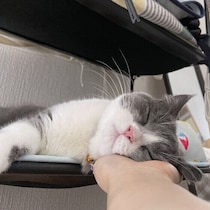 【調査】愛猫はスリスリをしてくる？ スリスリをする猫の心理も獣医師に聞いた