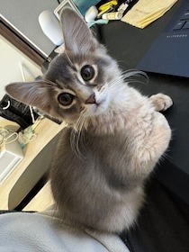 生後3か月のソマリ子猫をお迎えして1年　成長しても行動が変わらない「永遠の子猫さん」のビフォーアフターにほっこり！