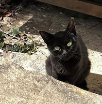“野生を生き抜いてきた猫ちゃん感”があったガリガリの子猫を保護→2才の今、だら〜んと身を預ける甘えん坊に