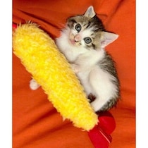 おもちゃのエビフライと並ぶほど小さかった子猫→1年後、「おもち」の名にぴったりな大きさに成長！