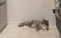 家の中を“探検”していた子猫→約1年ですっかり大きくなり、おとなびた顔つきに！　飼い主の側でのんびり過ごす姿にほっこりする