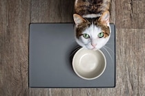 「いつもと違う」に気づけてる？　猫の異変を見つけるポイントと受診の目安を獣医師が解説