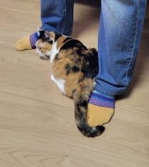 出勤前のパパさんに甘える猫　「行かないで」と言わんばかりの行動が可愛すぎると話題に！