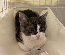 生後約2カ月で保護猫シェルターから迎えた子猫→1年後、天真爛漫で“やりたい放題”な姿にほっこり！