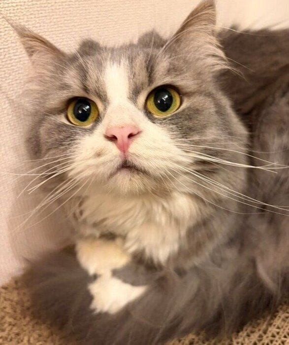 3才の誕生日を迎えたソルちゃん