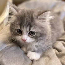 小さくてふわふわだった生後2カ月の子猫→3才の今、気まぐれに甘えるマイペースなコに成長！