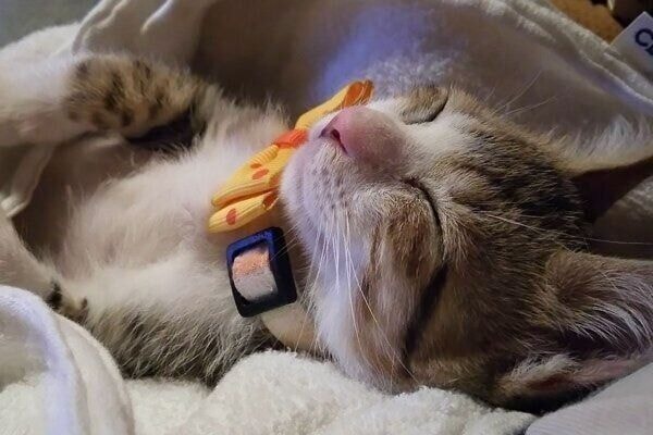 飼い主さんの膝で眠るちびくん