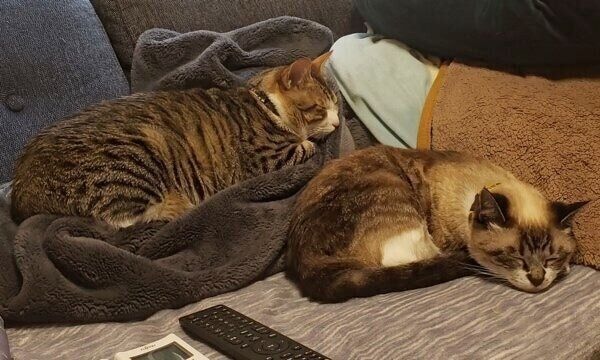 ソファを独占するちびくんとここちゃん