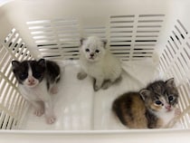 「猫が施設に収容されなくてもいい社会」を目指して。熊本市動物愛護センターの取り組み