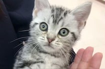 片手で持てるほど小さかった子猫を迎えて5年　甘えん坊なところが変わらない愛猫との暮らしは「NO CAT NO LIFE」