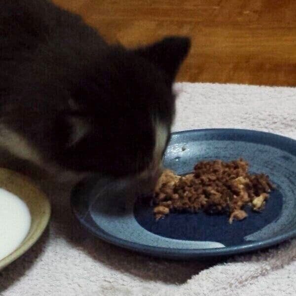 ゴハンを食べるココくん