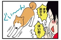 リラックスの合図はあくび？飼い主が楽しみな柴犬の仕草