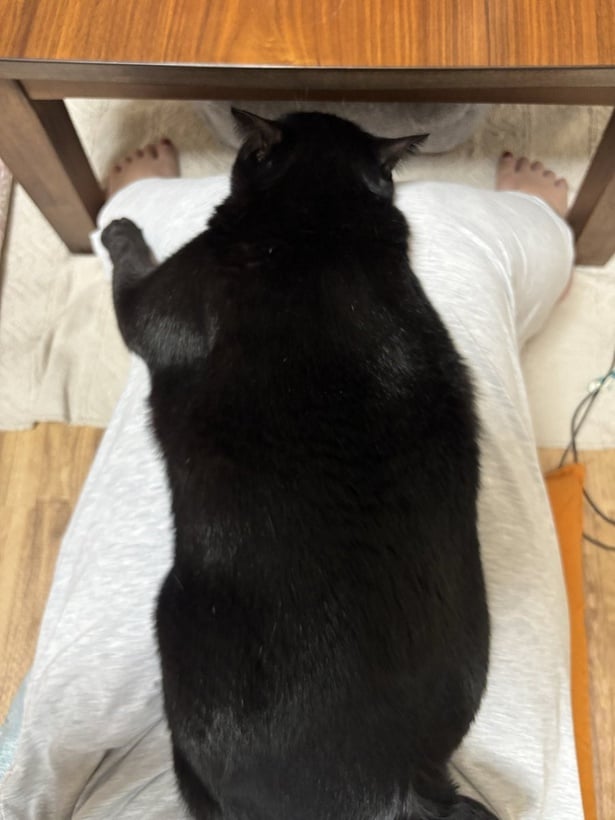 ニンゲンのお膝大好き猫ちゃん▶ツンデレ猫のデレは格別!(⇒次へ)