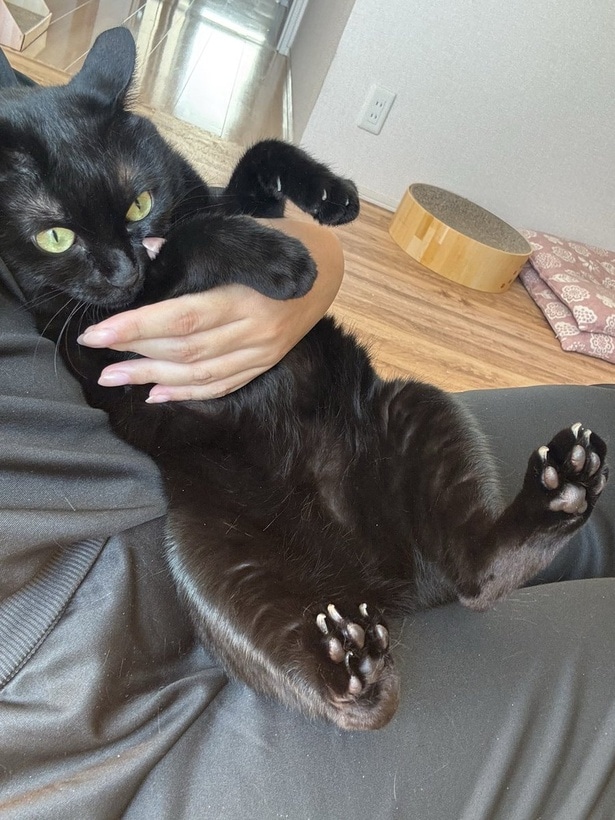爪切りも余裕の飼い主様!さすがです!▶たまに甘えんぼな姿がとっても可愛い(⇒次へ)