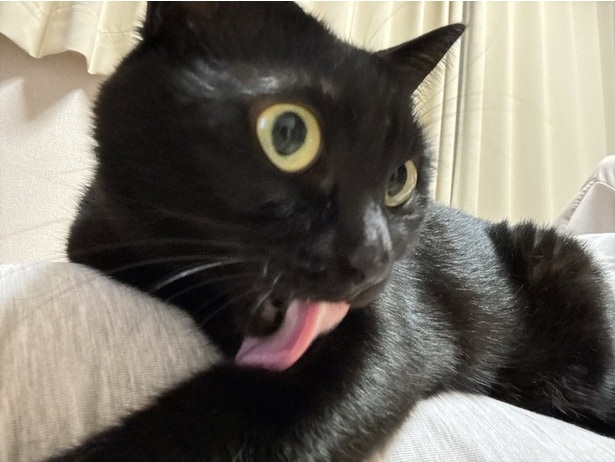 飼い猫の「お触りマップ」を公開→“危険地帯”だらけで「どこも触れない」「うちの猫も同じ!」