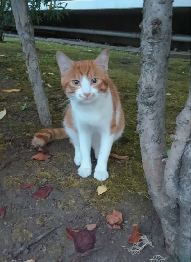 きつねこちゃんというお友達