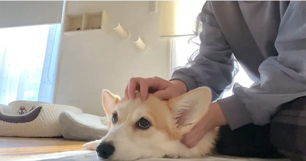 頭皮マッサージも大好き!▶何かを訴える(⇒次へ)