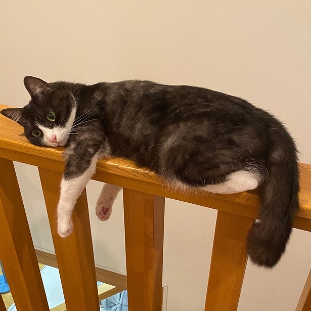 手すりで寝るちくわぶちゃん▶対比がおもしろい(⇒次へ)