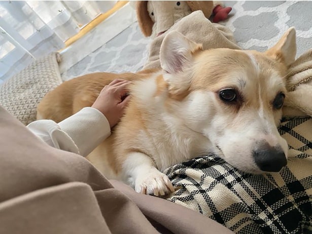 なでてほしくて寄ってきたあんずちゃん▶そのまま…(⇒次へ)