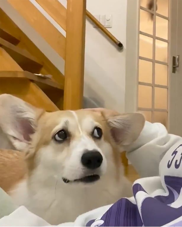 いぶかしげな表情に…!▶そこからじゃないとイヤ!(⇒次へ)