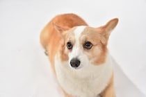 なでなでが大好きな愛犬。手を離すと…→笑顔から一変！「は？」「なんでやめるの？」